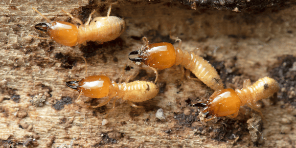 Eliminación efectiva de termitas