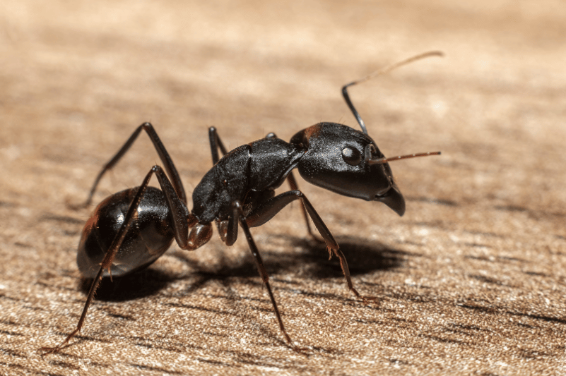 Cómo eliminar hormigas carpinteras en tu hogar | Plaguitecno 